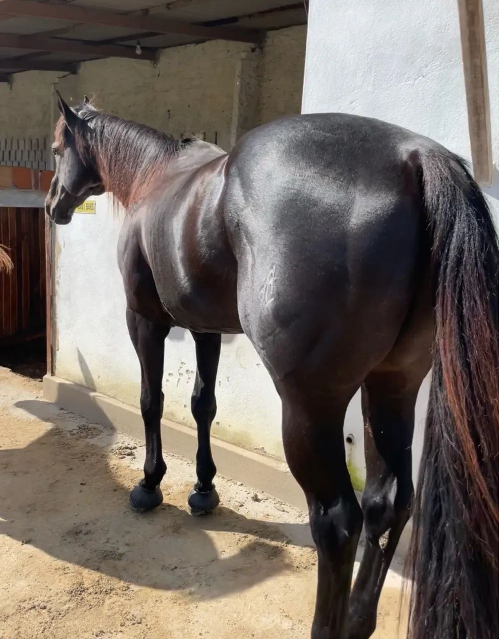 Égua prenha de garanhão puro QM APOLLO VM