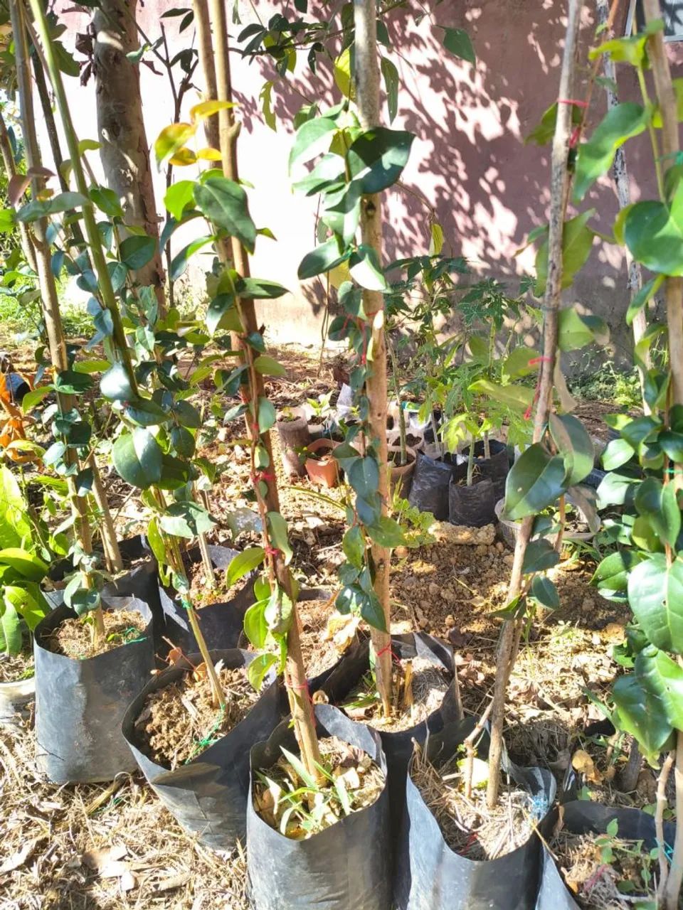 Muda de Pitanga 