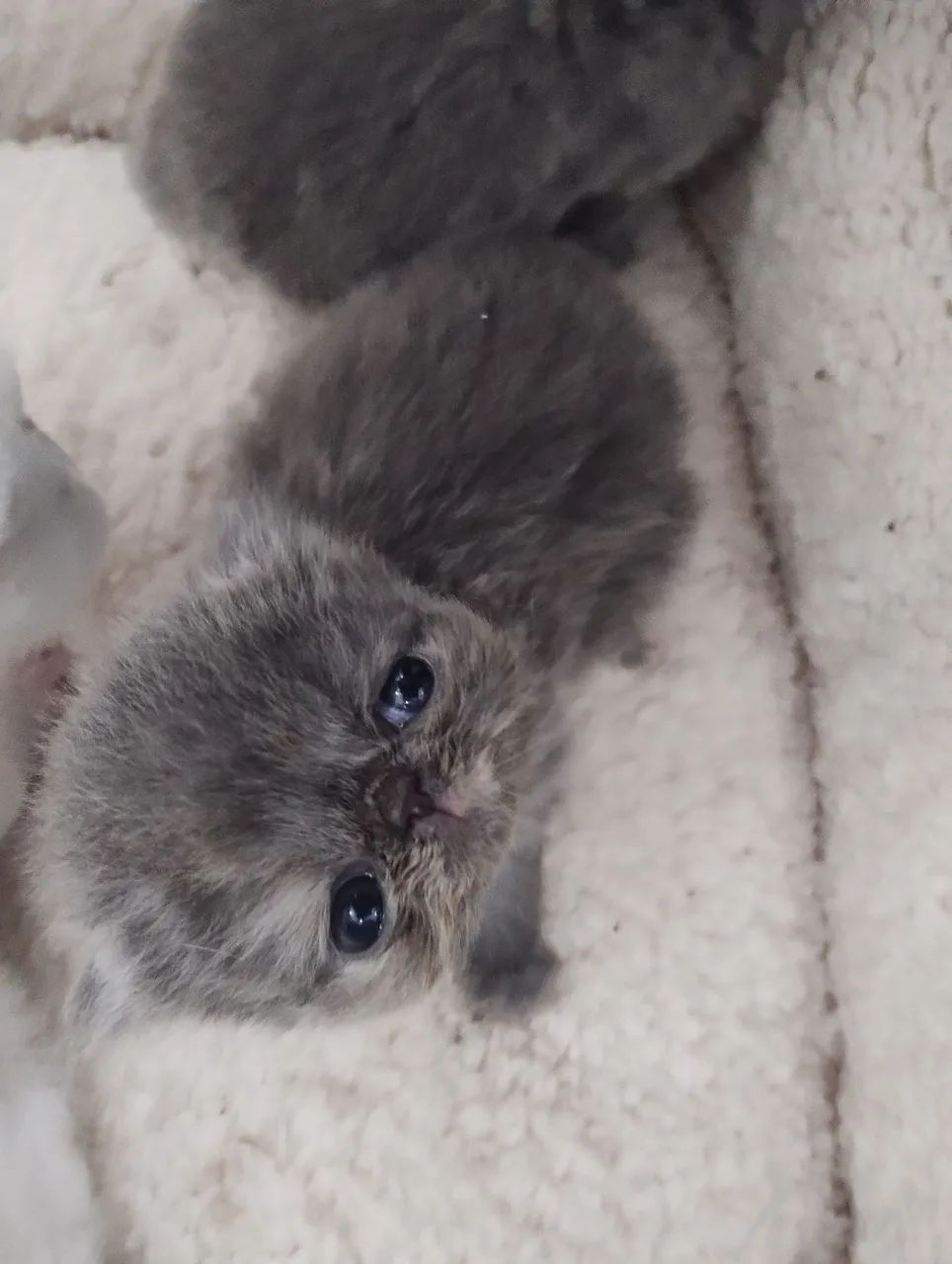 Gata Persa Fêmea Filhote - Foto 3