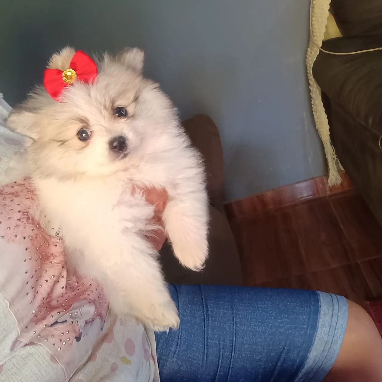 Bbs de quatro patas  - Foto 2