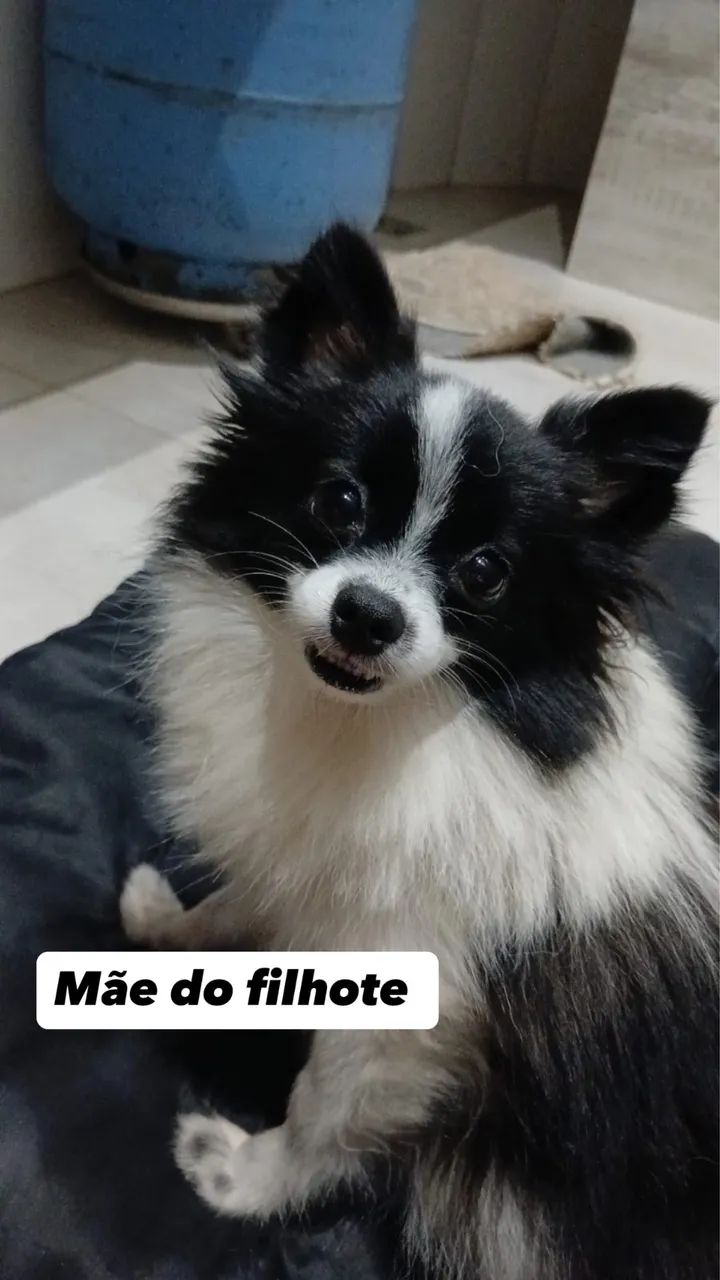 Vendo Spitz alemão  - Foto 3