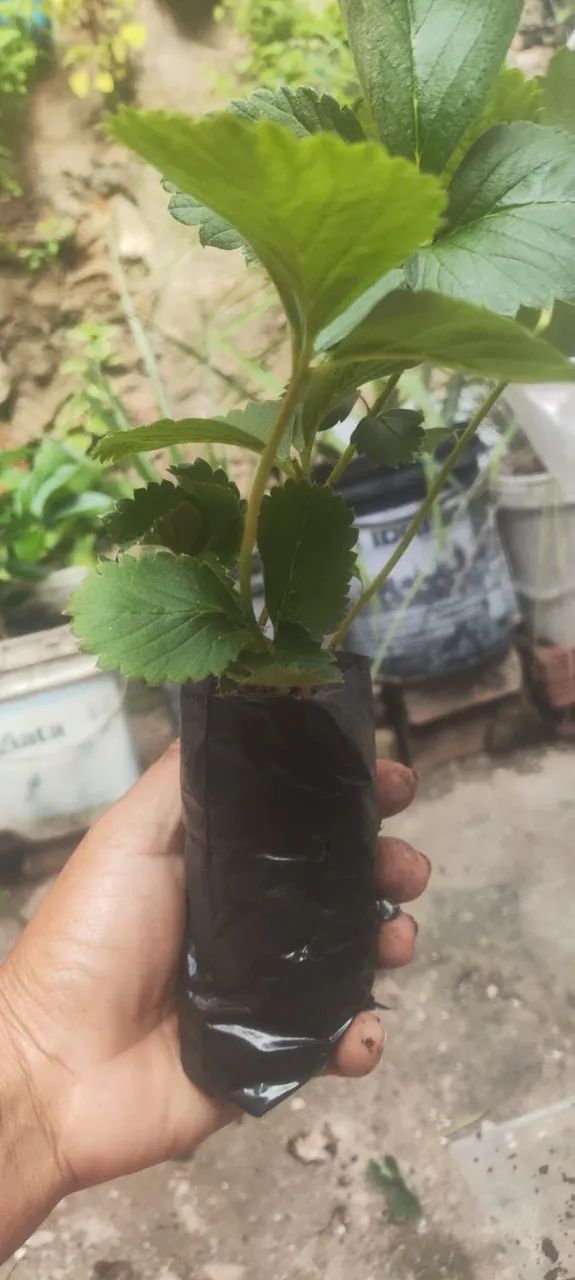 Muda de Morango  - Foto 2