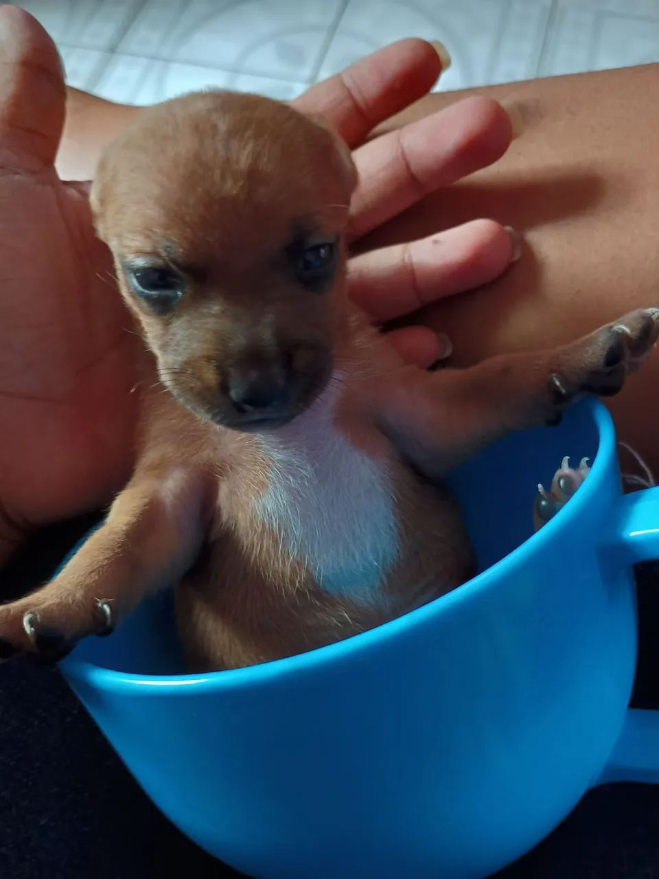 Cachorro Pincher   350,00 - Foto 5