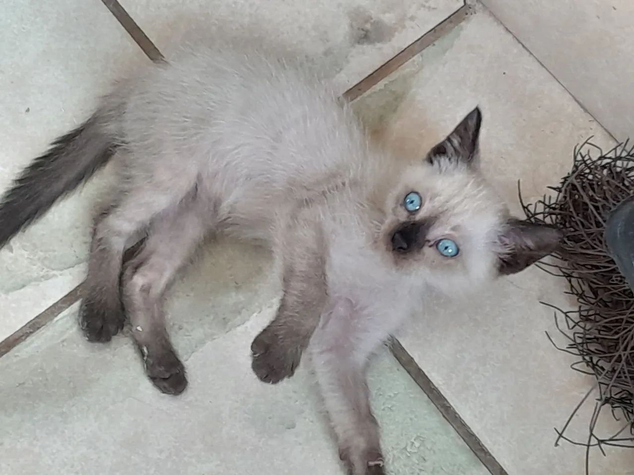 Doação Gatinhos
