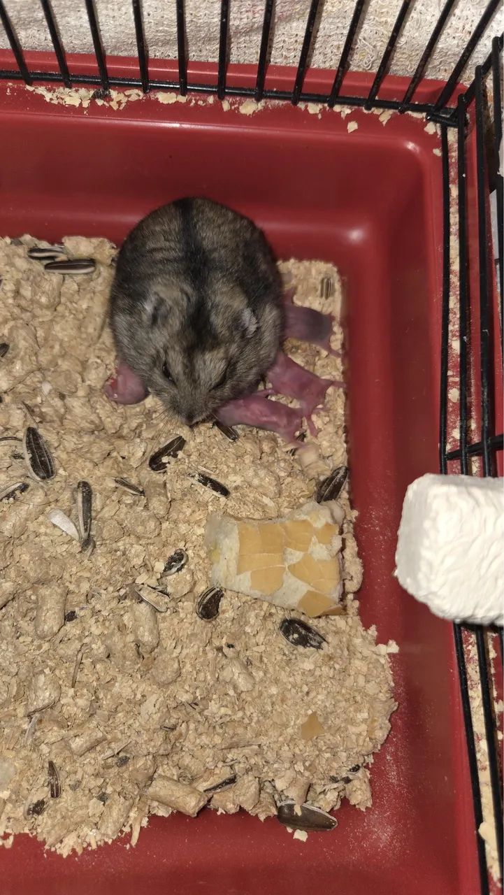 Hamster anão russo  - Foto 2