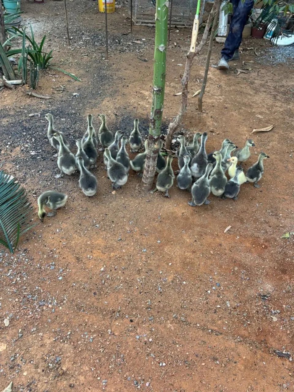VENDO GANSO   - Foto 2