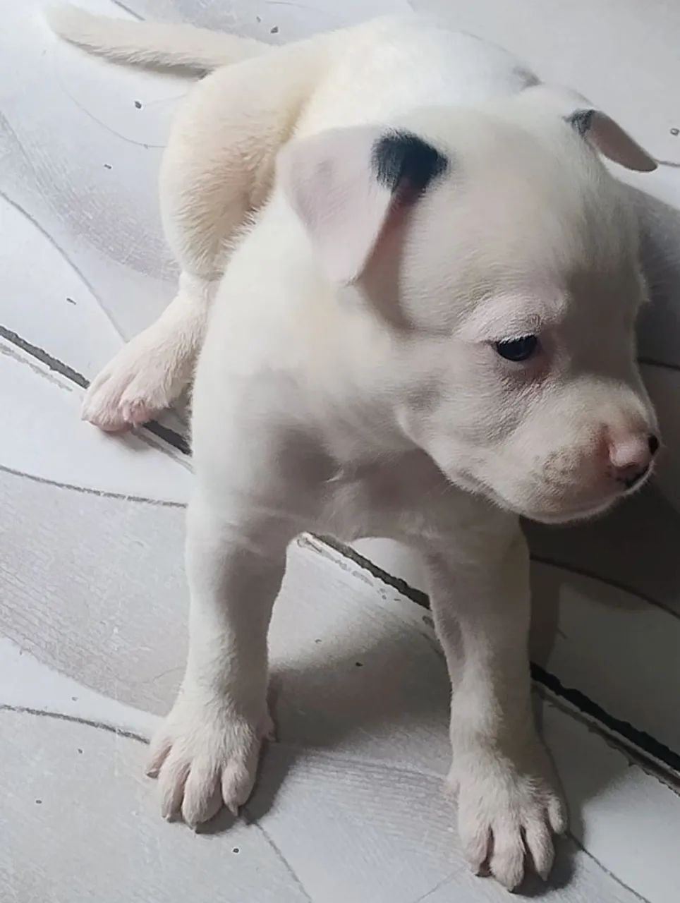 Pitbull - Foto 3
