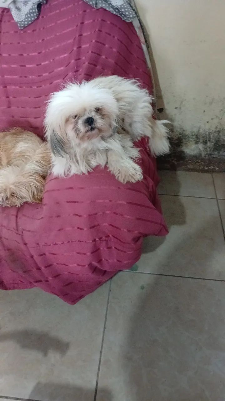 Cães de raça 