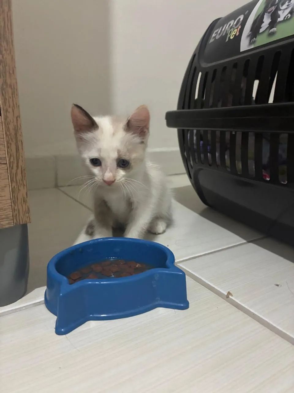 Filhote de Gata