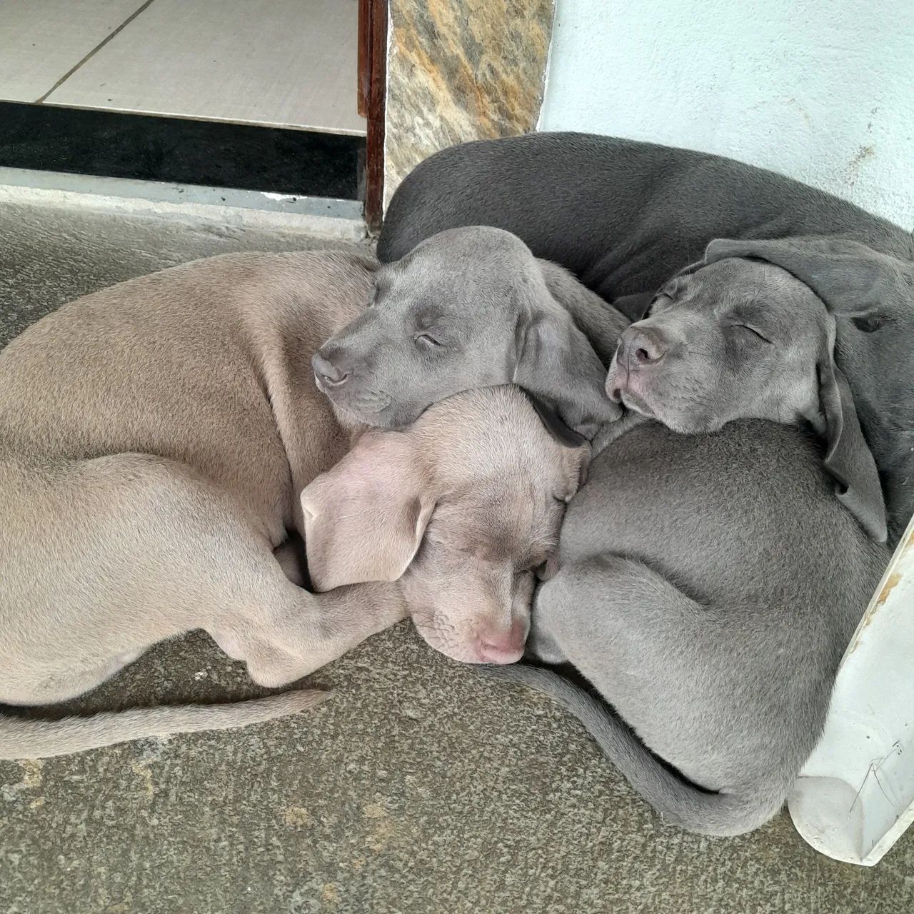 Weimaraner - Foto 2