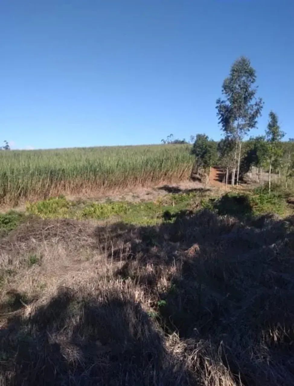 Sítio 19 alqueires São Miguel Arcanjo - Foto 4