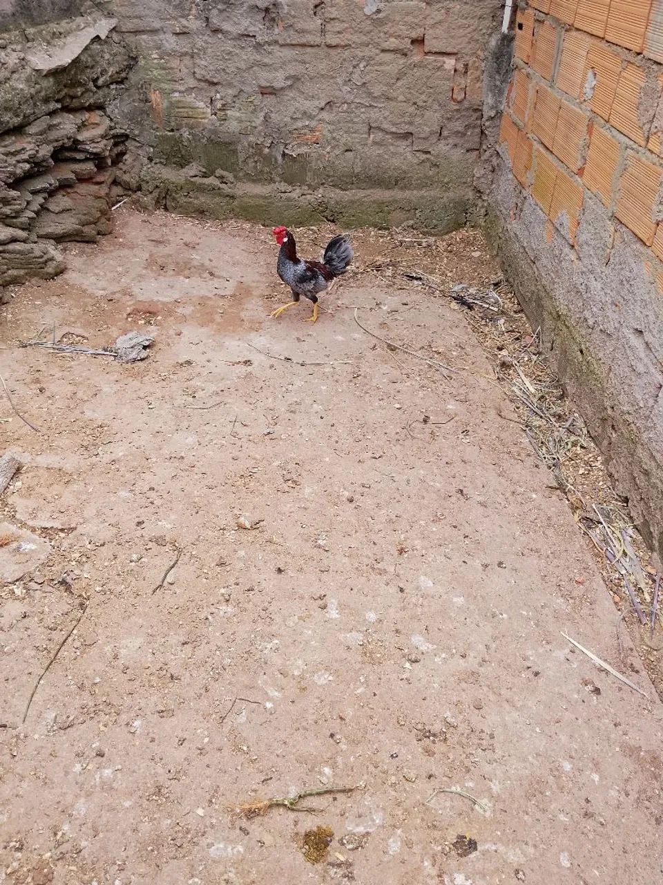 Frango garnizé 