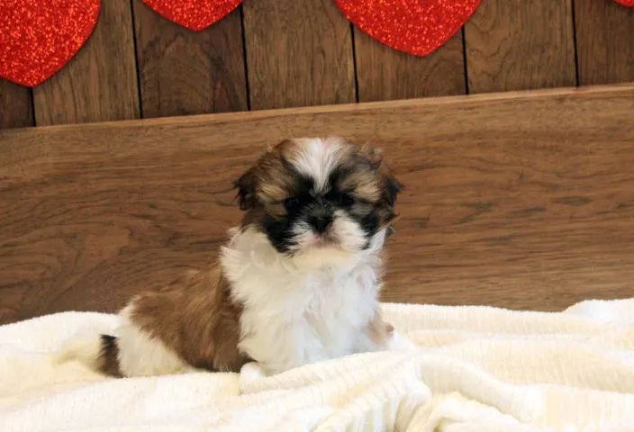 ? Shih Tzu acabando