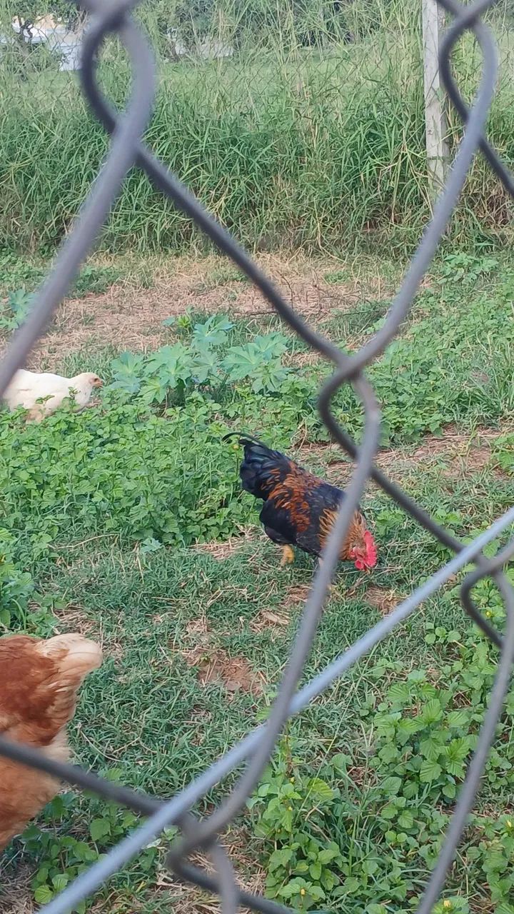 Garnize macho adulto - Foto 2