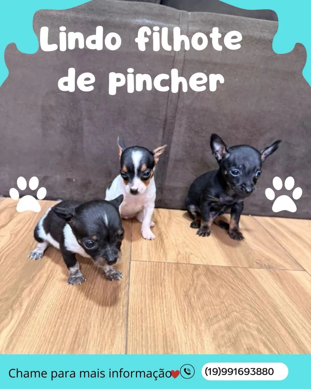 Pinscher  - Foto 4
