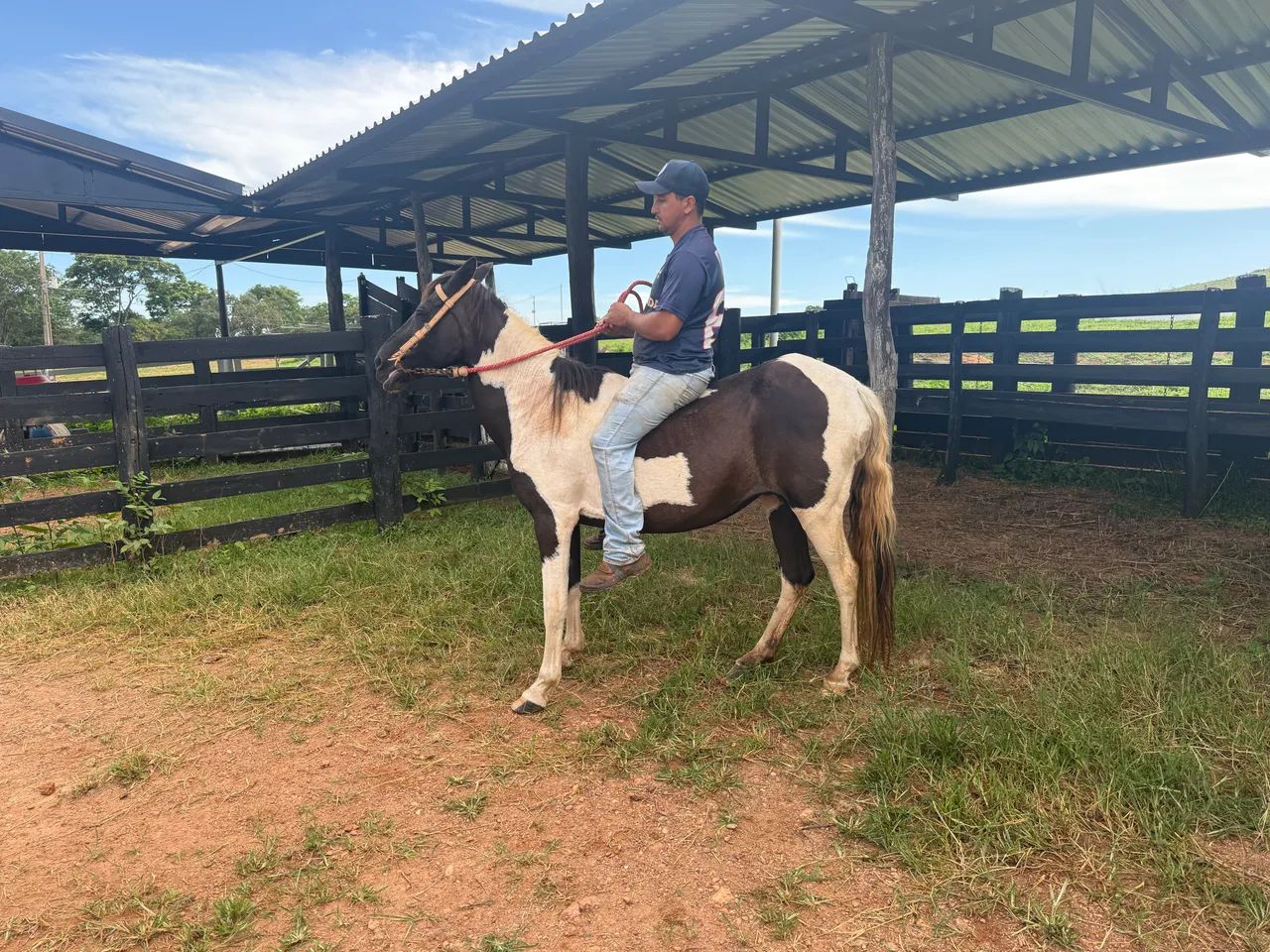 Egua manga larga muito doce l    - Foto 2