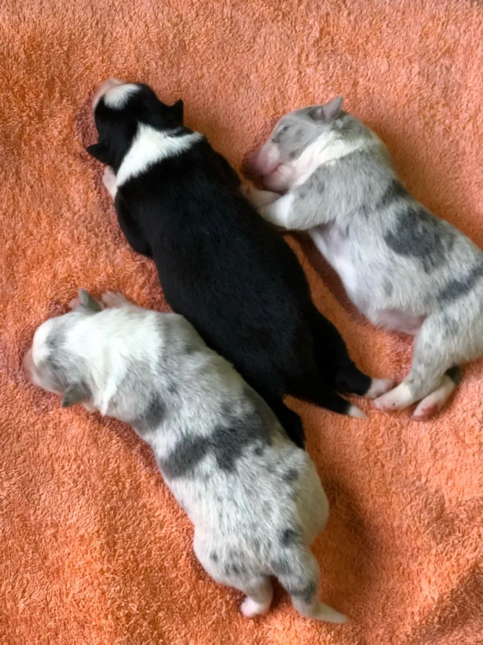 Filhotes - Border Collie  - Foto 2