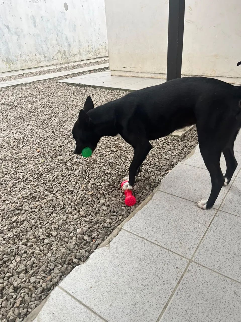 Doação responsável  - Foto 2