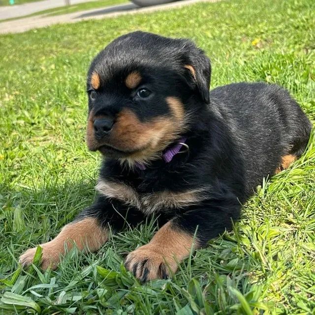 Rottweiler robusto e fiel