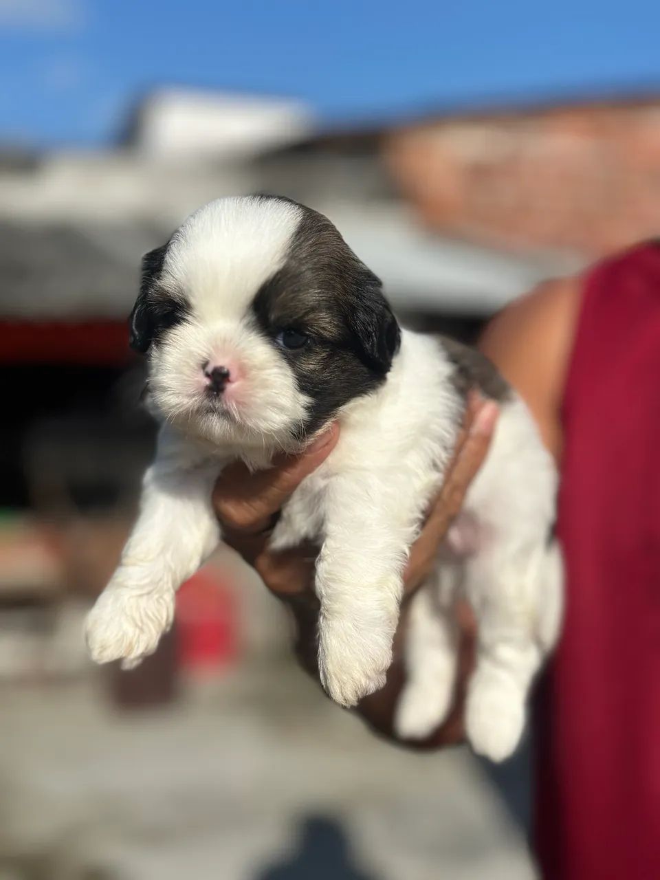 Shitzu disponível  - Foto 2