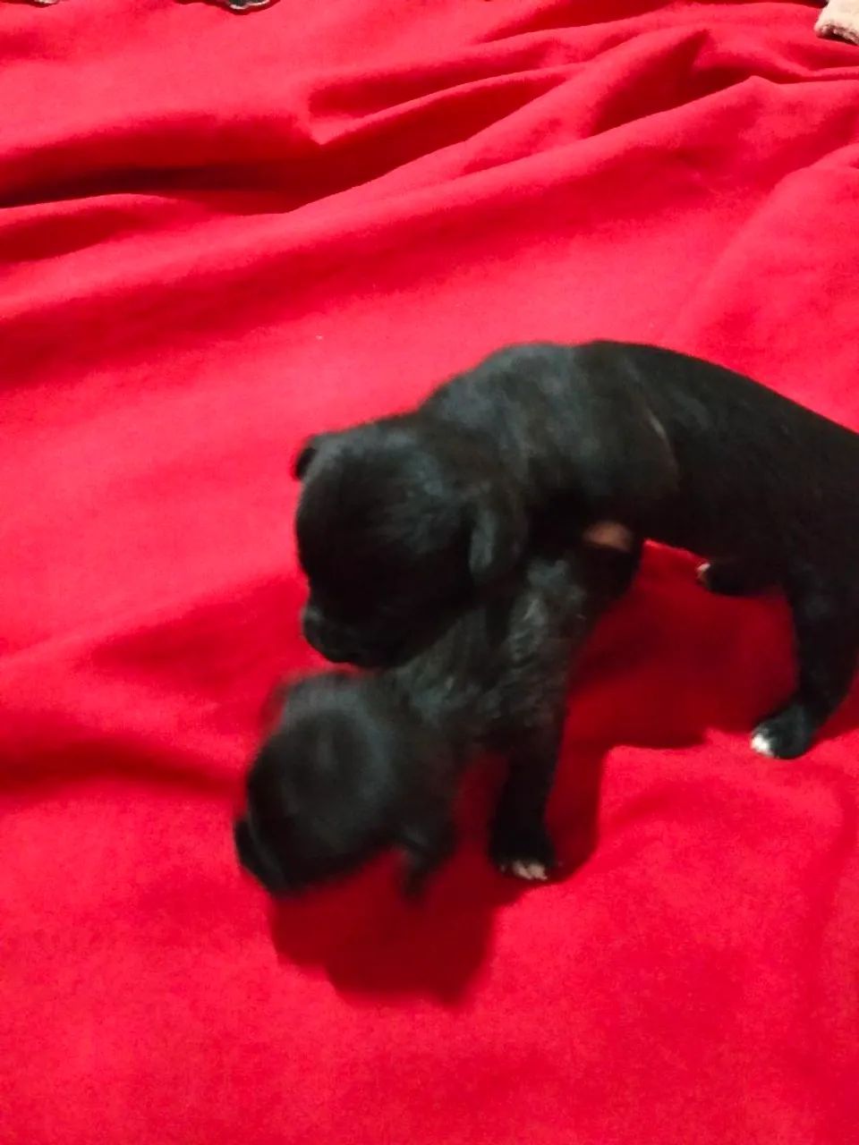 Casal de Lhasa Apso  - Foto 4