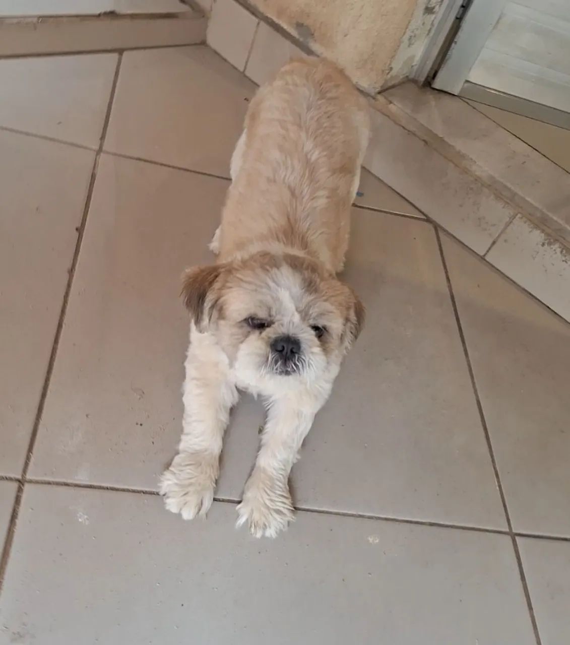 Shihtzu puro - Foto 5