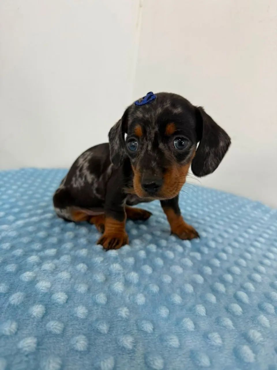 Dachshunds 