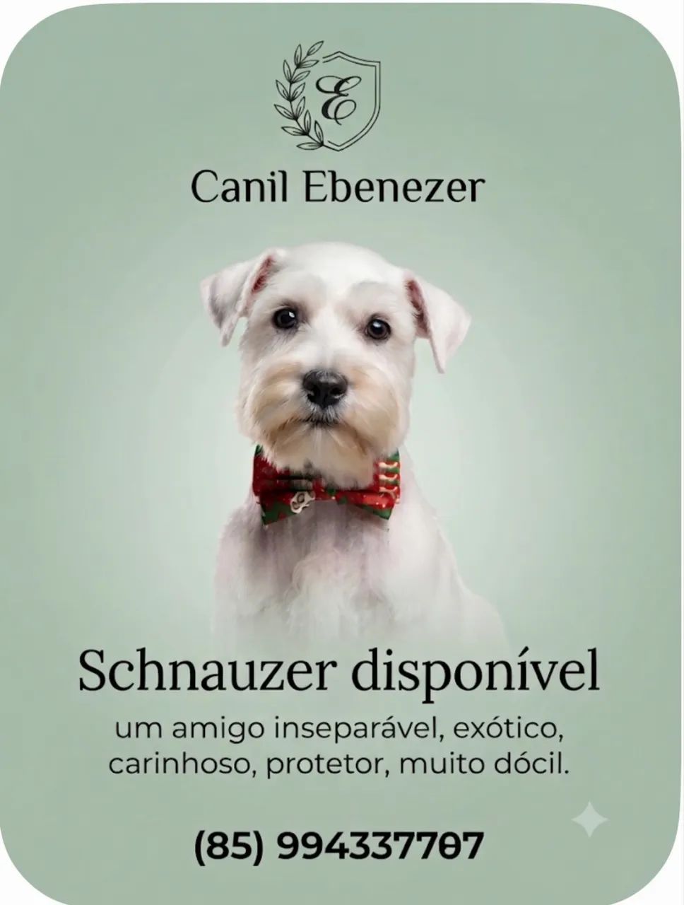 Filhotes de Schinauzer - Foto 4