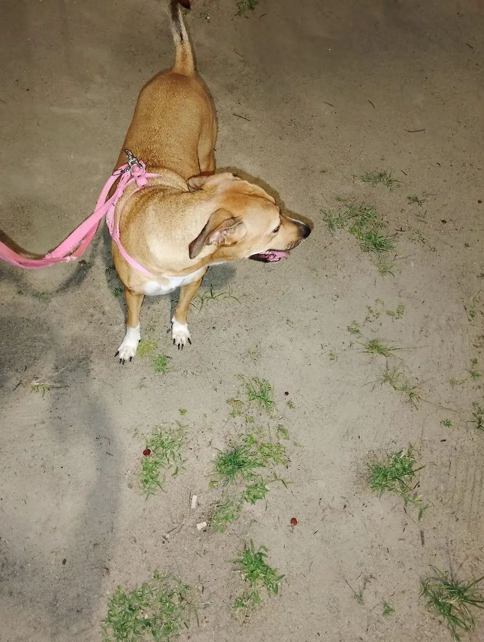 Estou doando essa cachorrinha - Foto 2