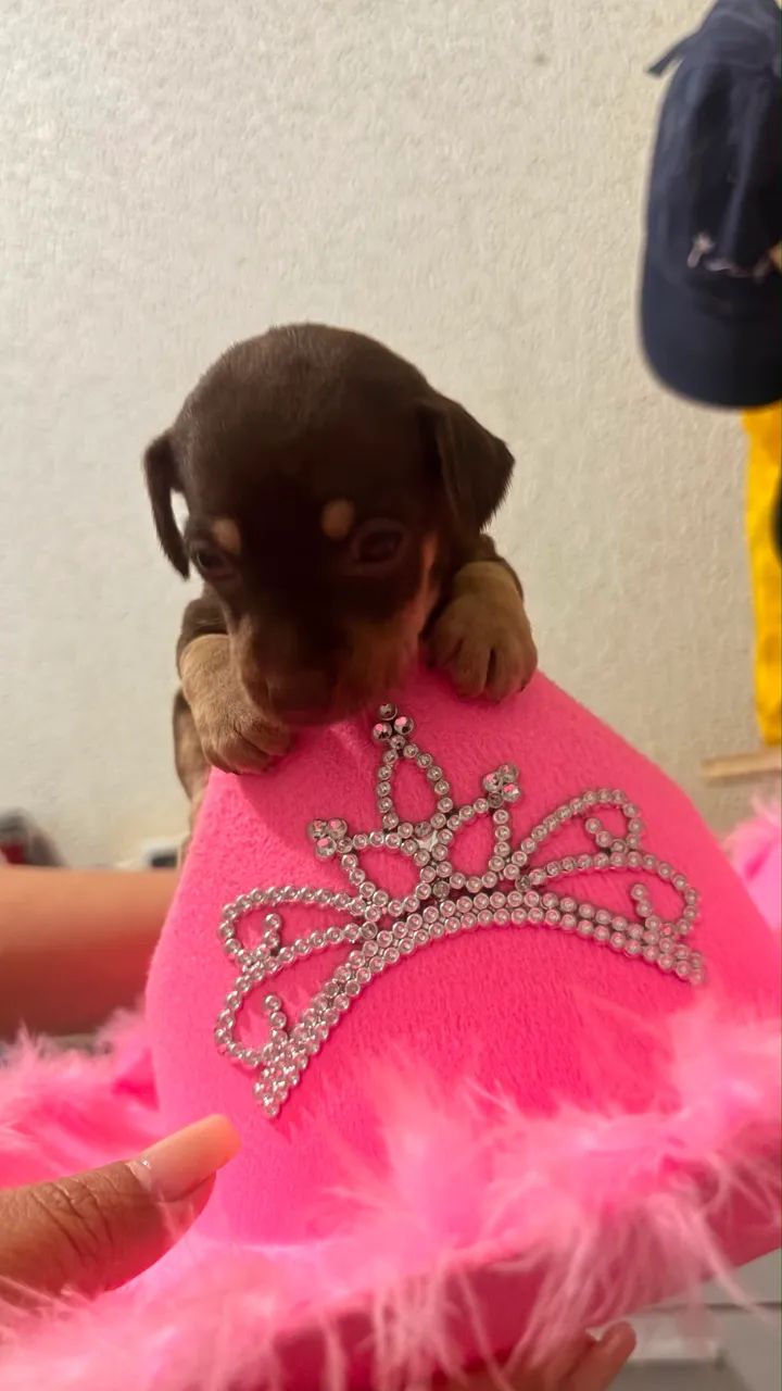 Pinscher Fêmea