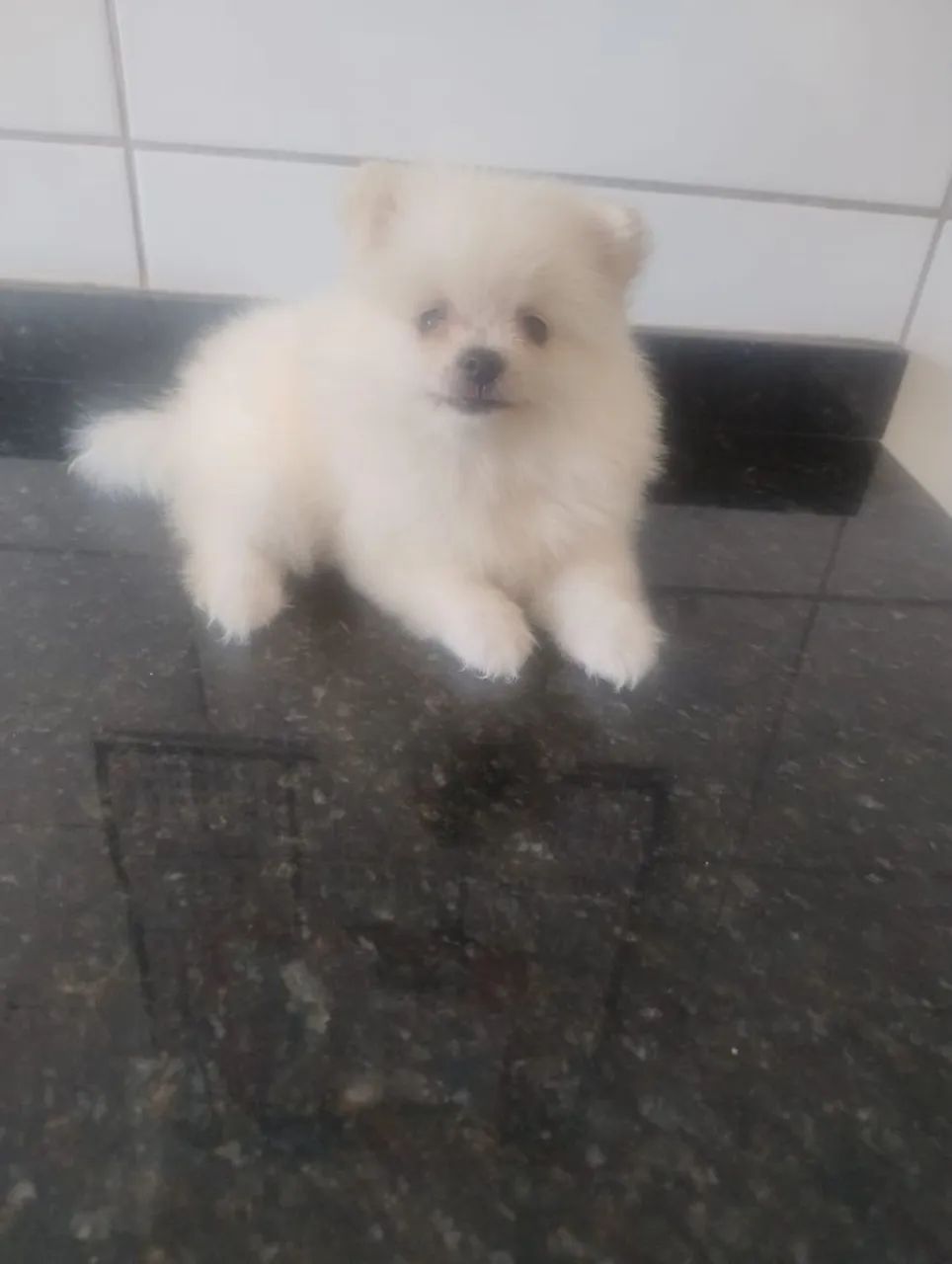 Filhote de Spitz Alemão fêmea  - Foto 2