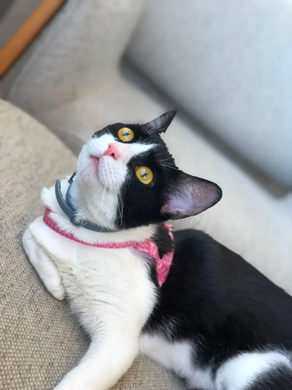 Gata Doação  - Foto 2