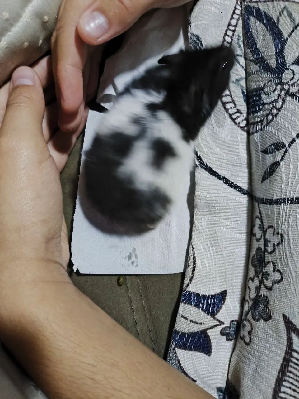 Hamster  - Foto 5