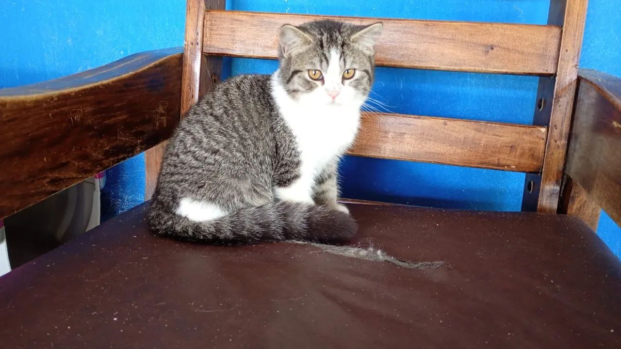 Gato briths shorter  - Foto 3