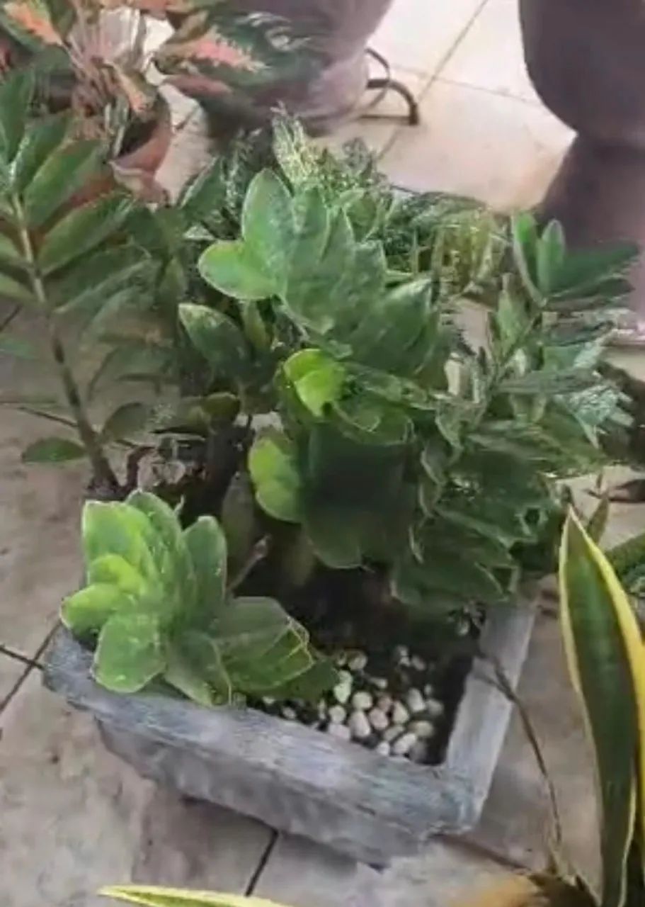 Plantas e vasos diversos - Foto 5