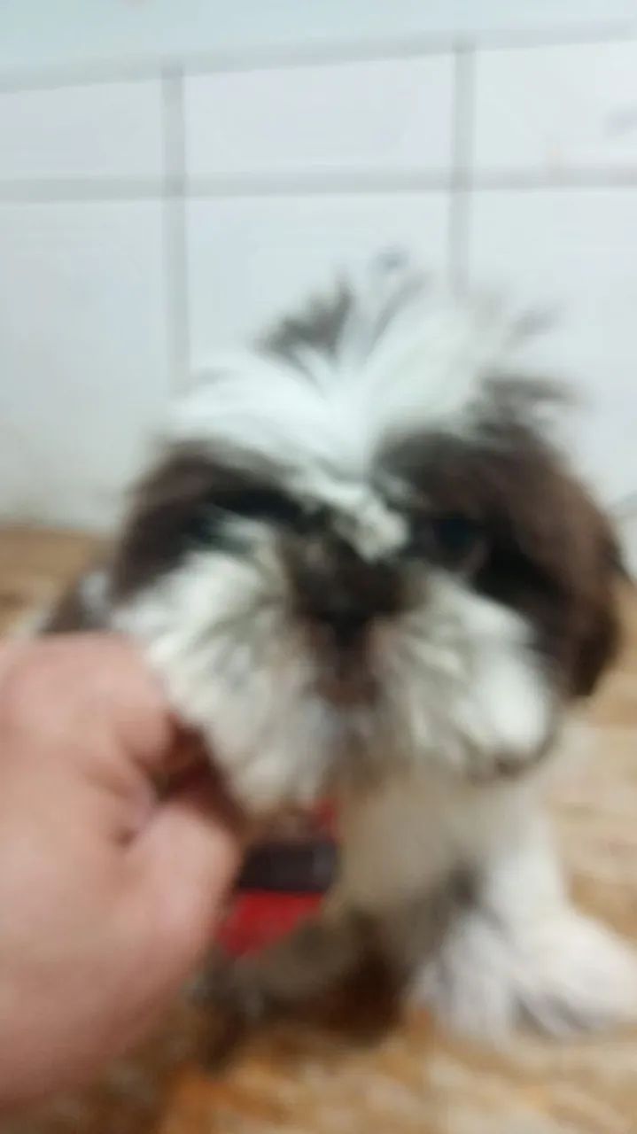 Filhotes de shitzu  - Foto 3