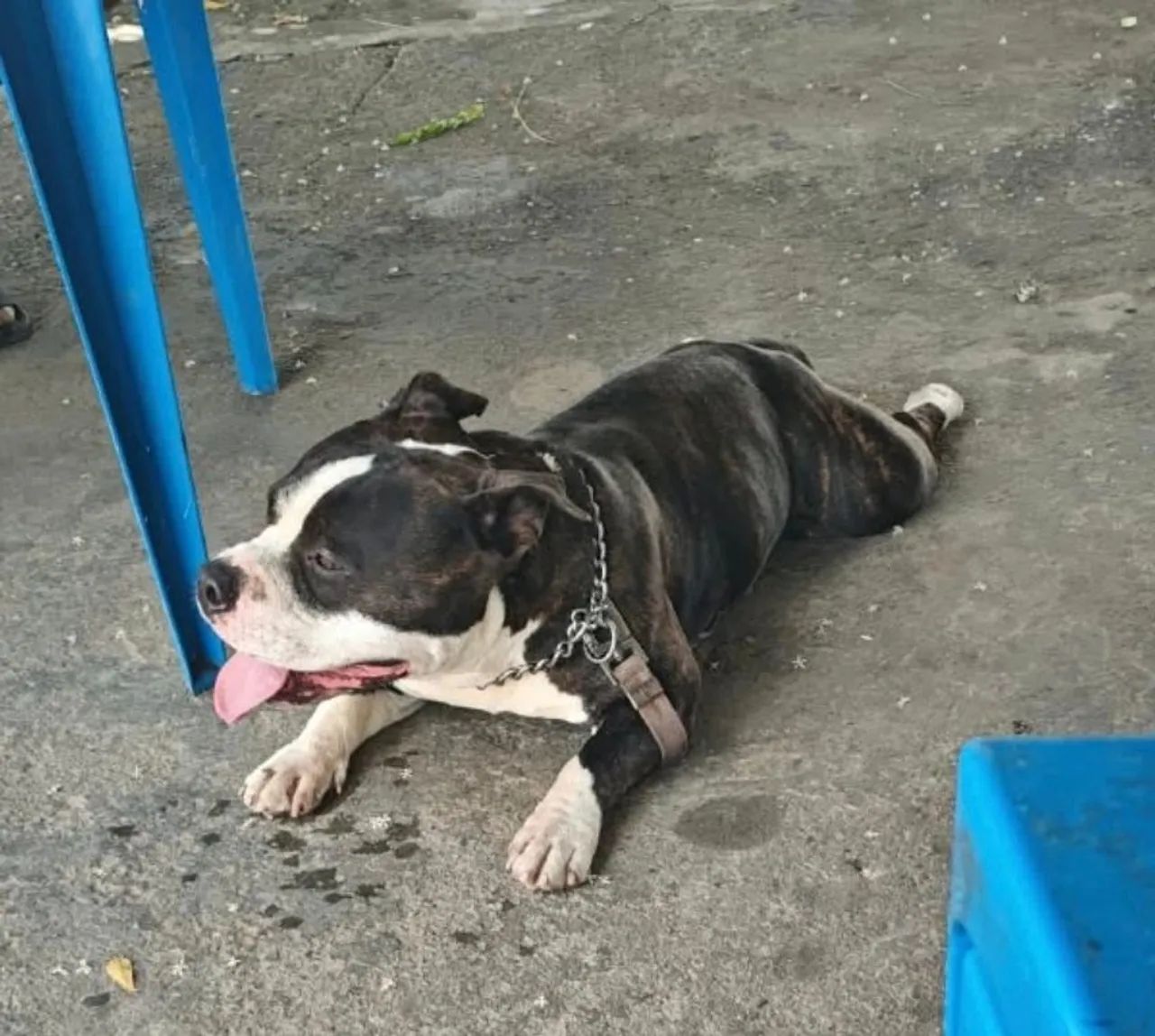 American bully pocket - Foto 2