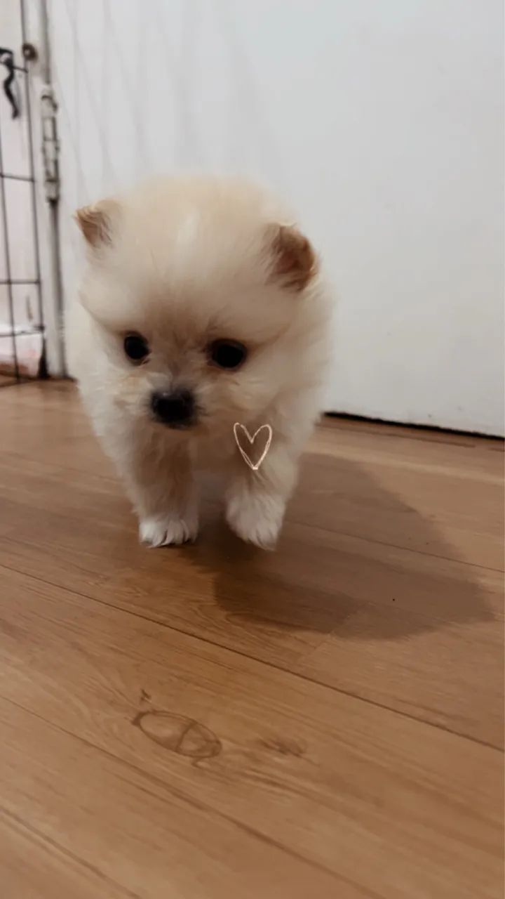 Lulu da pomerania 