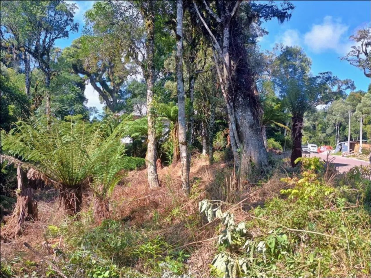 Terreno - Bairro Carniel - Foto 2