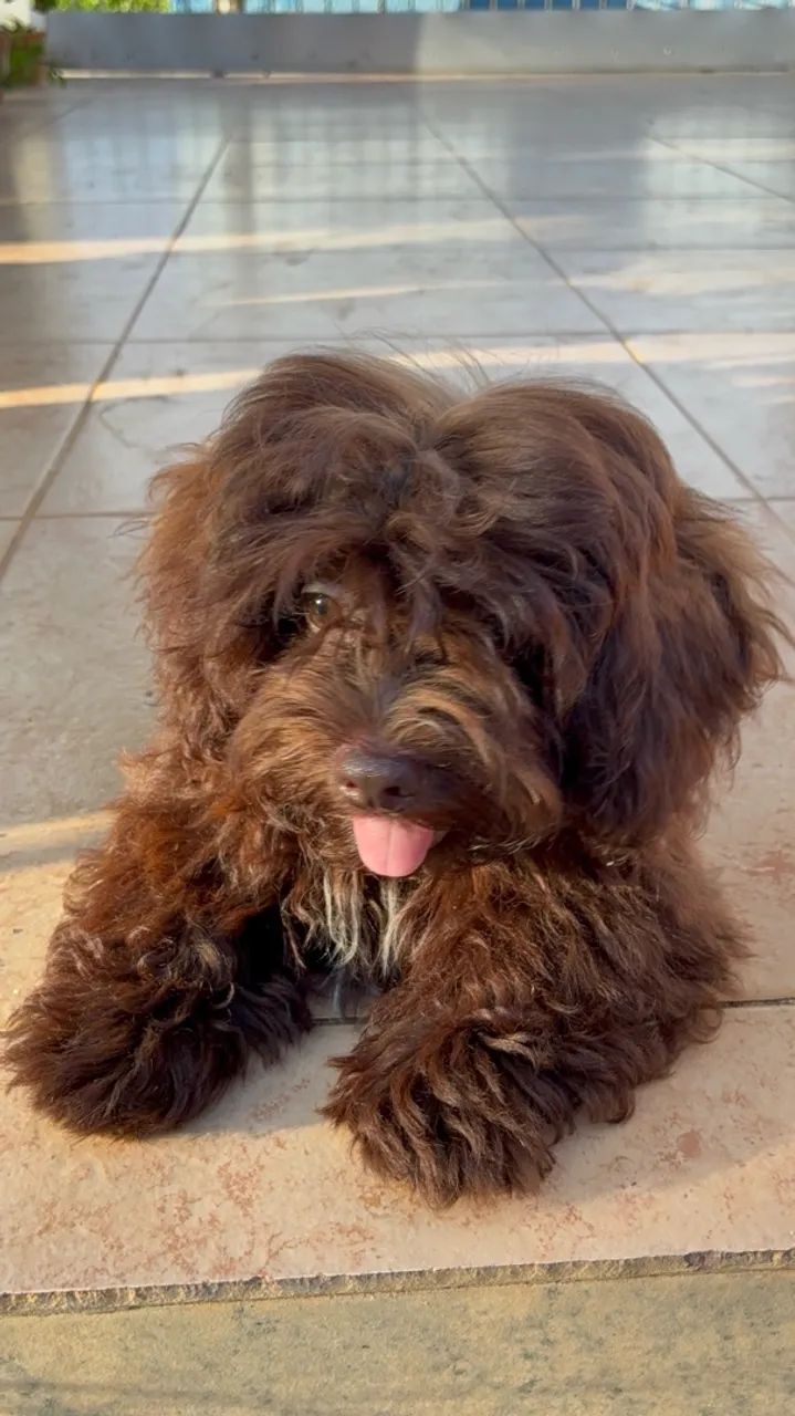 Filhote Cockapoo - Foto 3