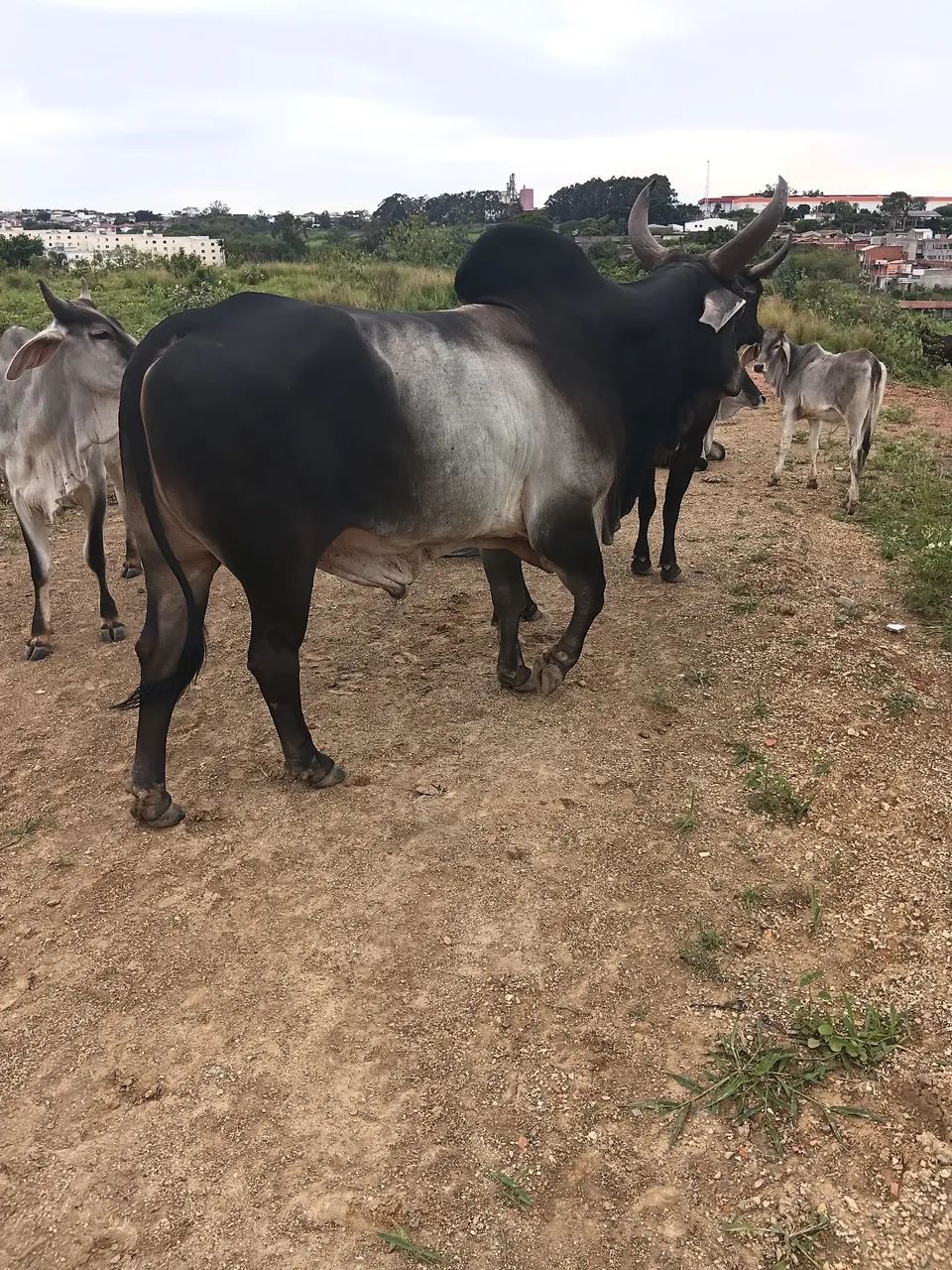 Animais  - Foto 4