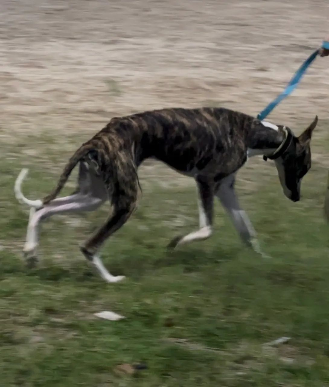 Vendo Lindo Filhote Whippet - Foto 3