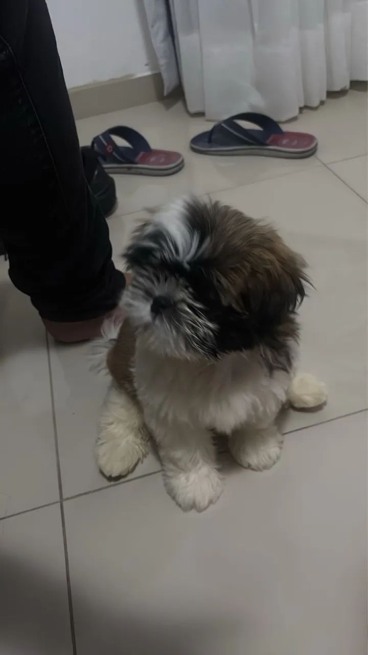 Cachorro shih tzu