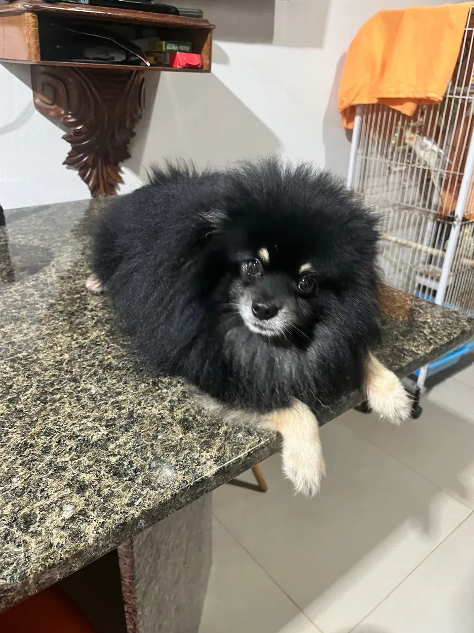 Spitz alemão macho - Foto 2