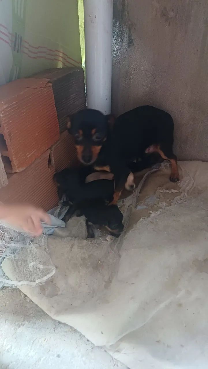 Cachorro pinche com poodle  - Foto 5