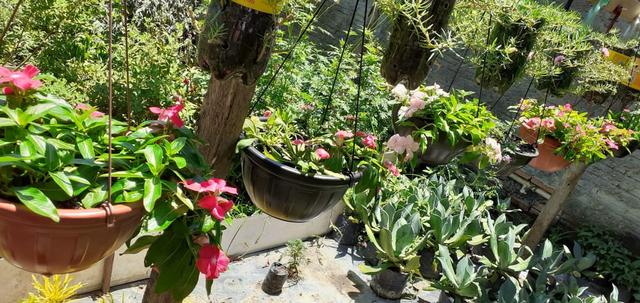Plantas - Foto 3