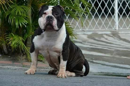 American Bully pronto para inseminação - Foto 2