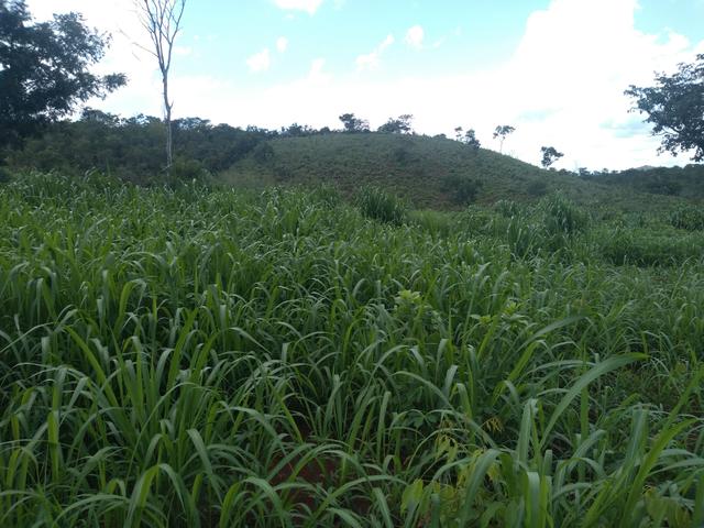 Fazendinha 3,6 Alq. Baixei o Preço.R$: 45.000,00 por Alq - Foto 11