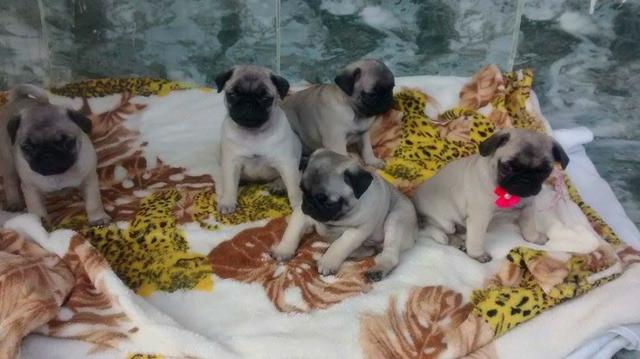 Pug -Abricot - Foto 5