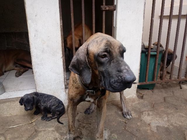 Fila Brasileiro - Foto 4